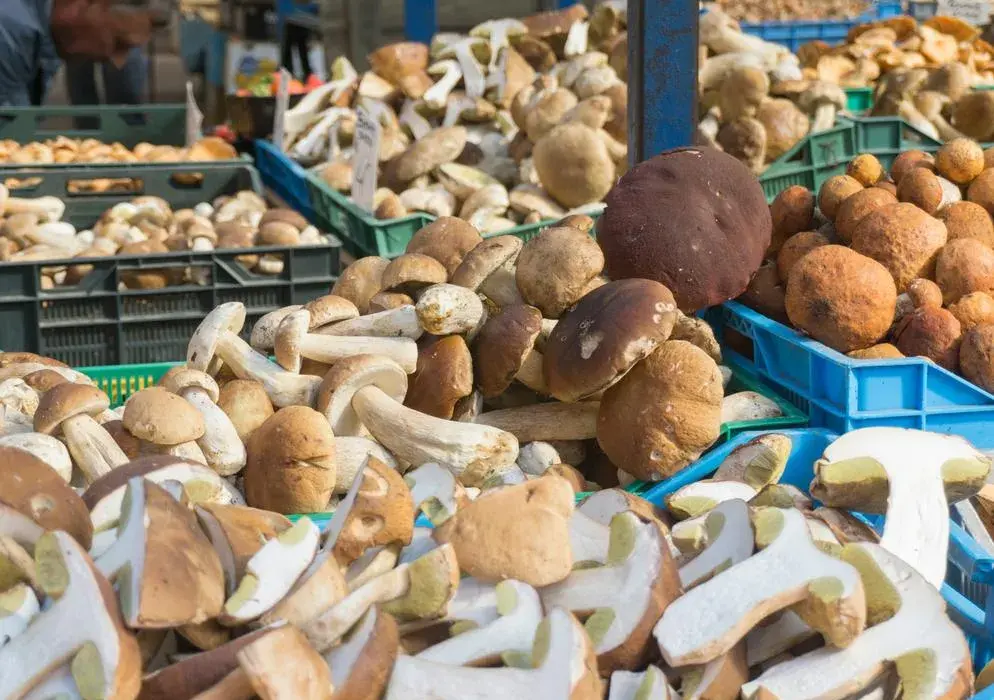 Aktualne ceny grzybów na skupie – ile możesz zarobić i gdzie sprzedać?