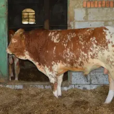 Ile kosztuje byk w skupie? Sprawdź, jak uniknąć niskich cen i zarobić więcej!