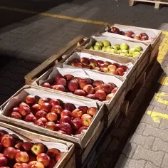 Aktualne ceny jabłek na skupie – ile możesz zarobić i co wpływa na ich wartość?