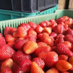 Aktualne ceny truskawek na skupie – gdzie sprzedać i ile możesz zarobić?