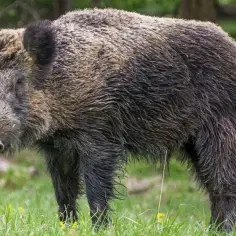 Ile kosztuje dzik w skupie? Sprawdź aktualne ceny i uniknij strat!