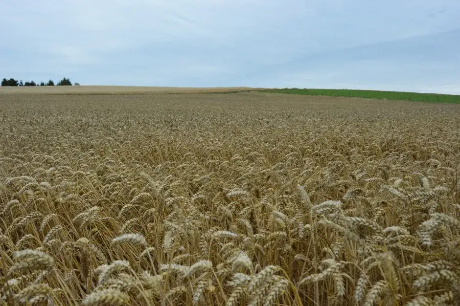 Zdjęcie Aktualne ceny zboża w skupie – ile kosztuje tona i jak nie stracić na sprzedaży