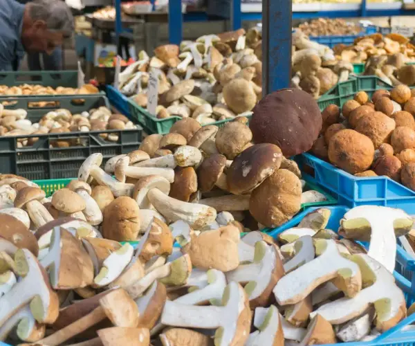 Aktualne ceny grzybów na skupie – ile możesz zarobić i gdzie sprzedać?